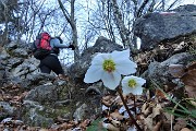 Dai boschi fioriti di Cornalba alle nevi dell鈥橝LBEN il 31 gennaio 2020- FOTOGALLERY